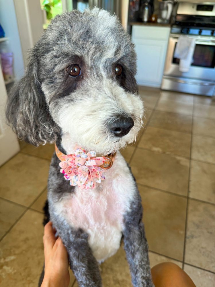 8.1 Friday Faves – The Fitnessista